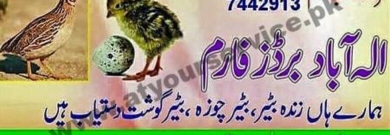 Allah Abad Bird Farm – Kot Sardar Saleem Haider, Kasur Road, Kasur