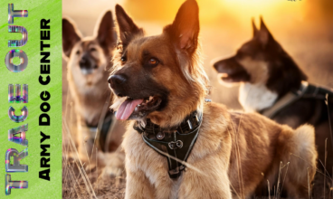 Trace Out: Leading Sniffing Dog Services in Rawalpindi, Islamabad, and Nearby Areas